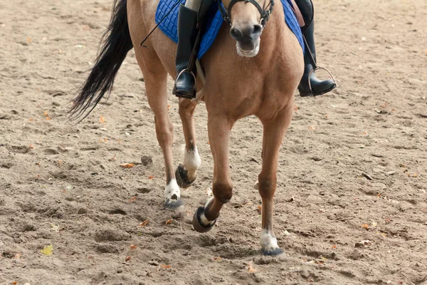 Aprender Andar Cavalo Instrutor Ensina Adolescente Esporte Equestre — Fotografia de Stock