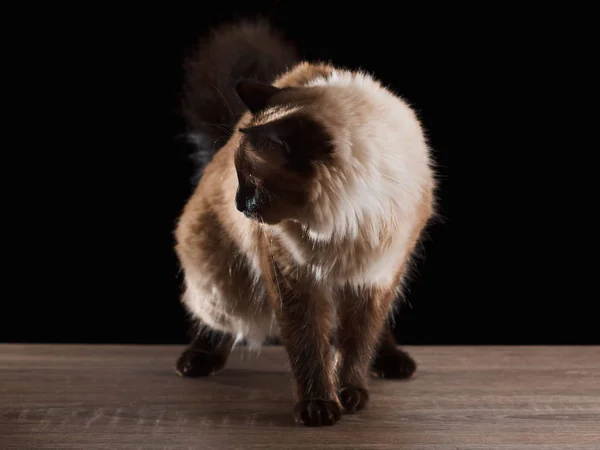 Hermoso Retrato Gato Balinés Con Ojos Azules Aislados Negro Cerca — Foto de Stock