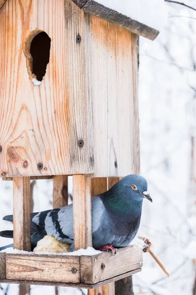 Birdhouse Couvert Neige Dans Une Forêt Froide Hivernale Oiseau Pigeon — Photo