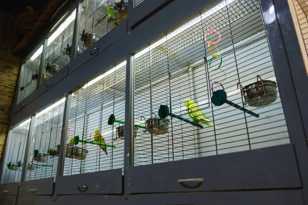 Cage Avec Des Oiseaux Dans Une Animalerie Vente Animaux Compagnie — Photo