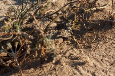 onun yuva yakınlarında çölde kum üzerinde küçük gri kertenkele