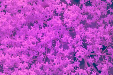 Modaya uygun arka plan rengi ultra menekşe çiçek kavramı yılın. Ultraviyole zemin.