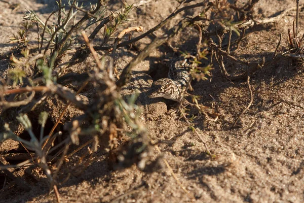 onun yuva yakınlarında çölde kum üzerinde küçük gri kertenkele