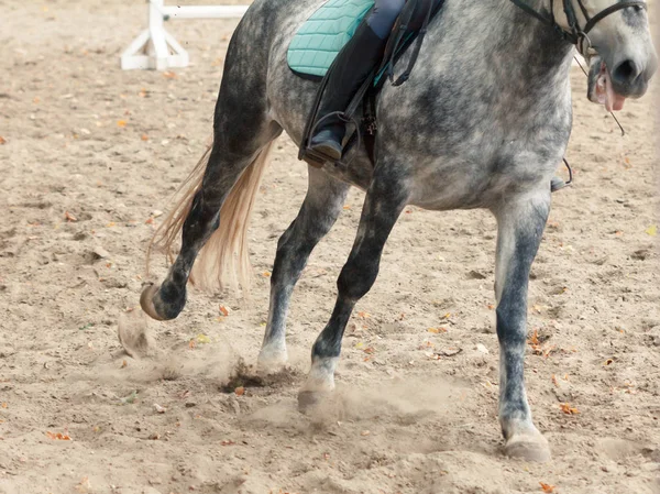 Aprender Andar Cavalo Instrutor Ensina Adolescente Esporte Equestre — Fotografia de Stock