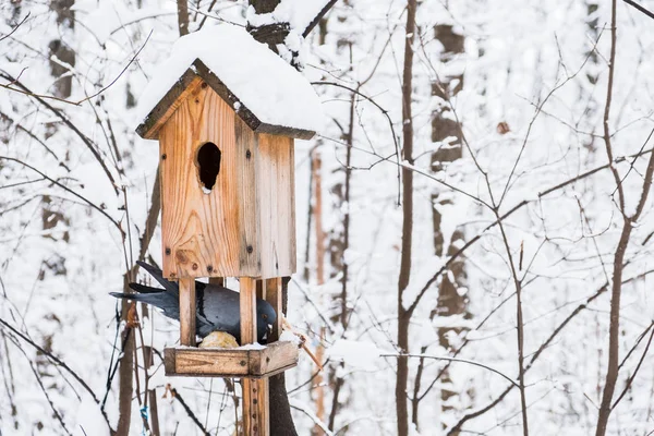 Casa Pájaros Cubierta Nieve Bosque Frío Invierno Pájaro Palomo — Foto de Stock
