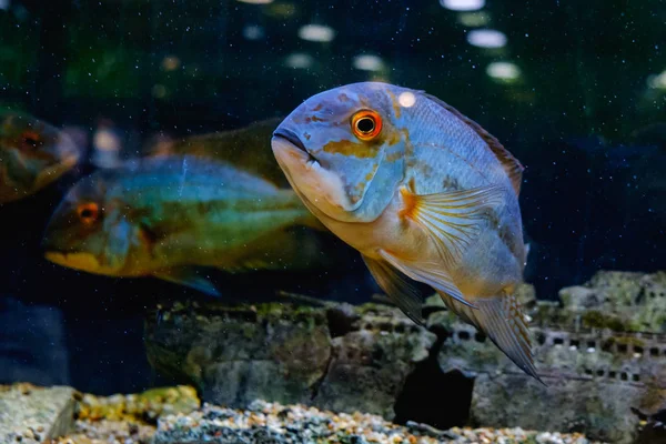 Exotische Tropische Vissen Close Zwemmen Onderwater Aquarium — Stockfoto