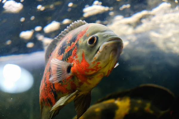 Oscar Fisch Astronotus Ocellatus Schwimmt Unterwasseraquarium — Stockfoto