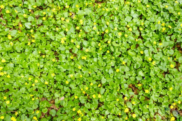 Grönt Fält Med Gula Maskrosor Närbild Gula Vårblommor Marken — Stockfoto