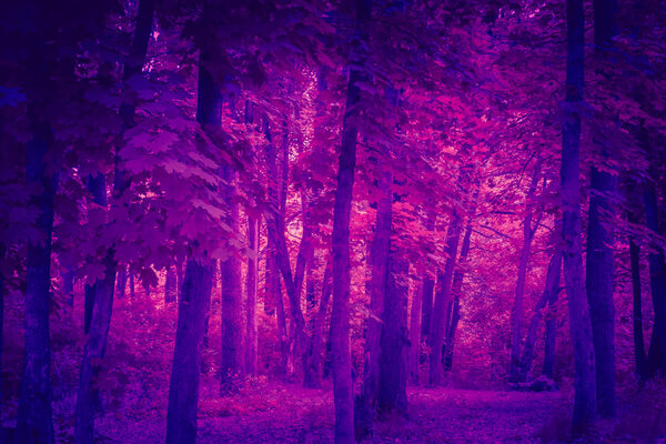 Trendy background color ultra violet trees foliage concept of the year. Ultraviolet abstract backdrop.