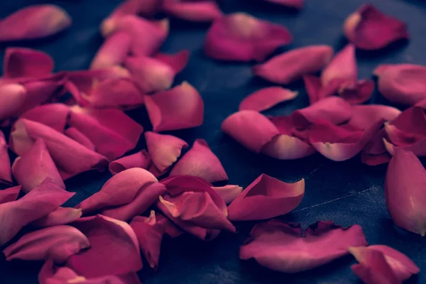 Trendige Hintergrundfarbe Ultraviolette Rose Blume Mit Wassertropfen Konzept Des Jahres — Stockfoto