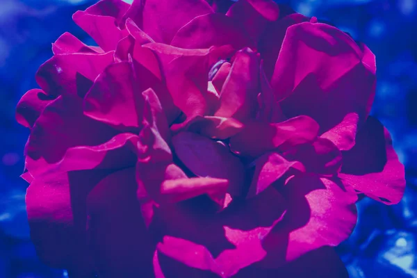 Couleur Fond Tendance Concept Fleur Ultra Violet Année Fond Abstrait — Photo
