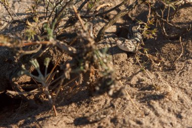 onun yuva yakınlarında çölde kum üzerinde küçük gri kertenkele