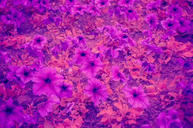 Modaya uygun arka plan rengi ultra menekşe çiçek kavramı yılın. Ultraviyole zemin.