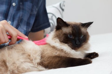 Kedi kürk için bakım. El tarağı kabarık kedi tarafından penye. Yurtiçi hayvan bakımı Balili alarak.