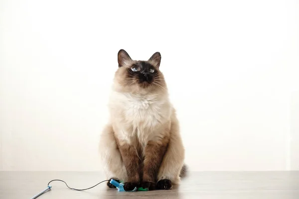 Lindo Gato Balinés Jugando Con Juguete Sobre Fondo Blanco —  Fotos de Stock