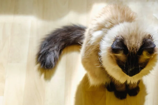 Cute Cat Van Balinese Zitten Comfortabel Middag Zonlicht Dat Lekken — Stockfoto