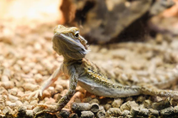 Brodaty Smok Terrarium Oparci Dziennika Patrząc Kamerę Sprzedaż Zwierząt Domowych — Zdjęcie stockowe