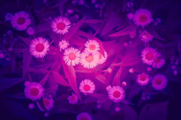 Fond Tendance Couleur Ultra Violet Fleur Marguerite Concept Année Fond — Photo