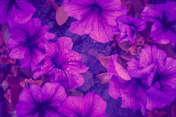 Модный цвет фона ультрафиолетовый цветок концепции года. Ультрафиолетовый абстрактный фон
.