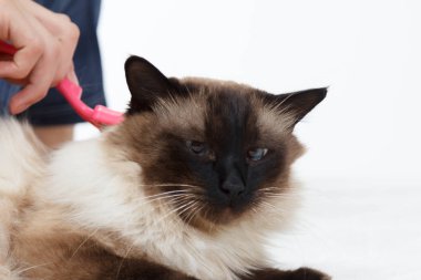 Kedi kürk için bakım. El tarağı kabarık kedi tarafından penye. Yurtiçi hayvan bakımı Balili alarak.