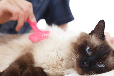 Kedi kürk için bakım. El tarağı kabarık kedi tarafından penye. Yurtiçi hayvan bakımı Balili alarak.