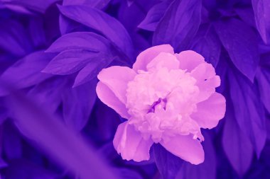 Trendy arka plan rengi ultra violet Şakayık Çiçeği kavramı yılın. Ultraviyole zemin.