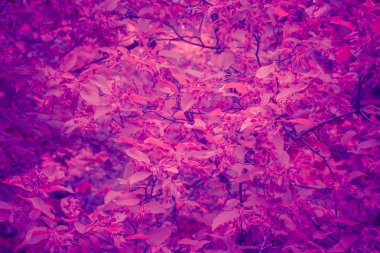 Modaya uygun arka plan rengi ultra violet yeşillik kavramı yılın. Ultraviyole zemin.