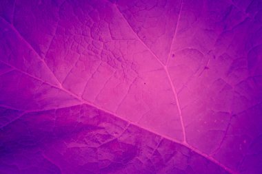 Modaya uygun arka plan rengi ultra violet yaprak kavram yılın. Ultraviyole zemin.