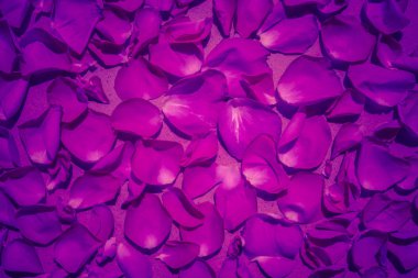 Modern arka plan rengi ultra menekşe gül çiçek suyla kavramı yılın bırakır. Ultraviyole zemin.