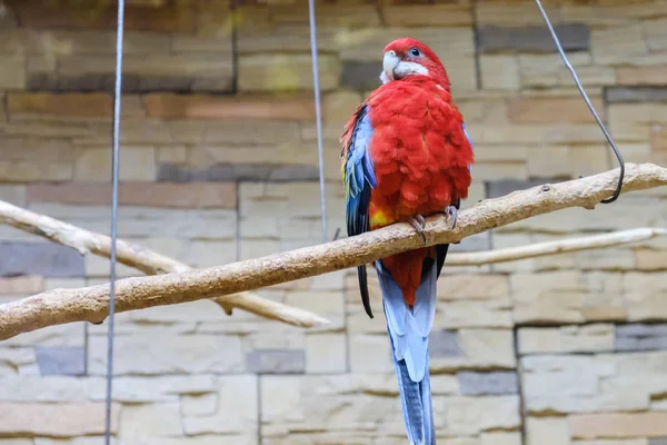 Papagayo Colorido Rojo Sienta Rama Jaula Selva Emplumada — Foto de Stock