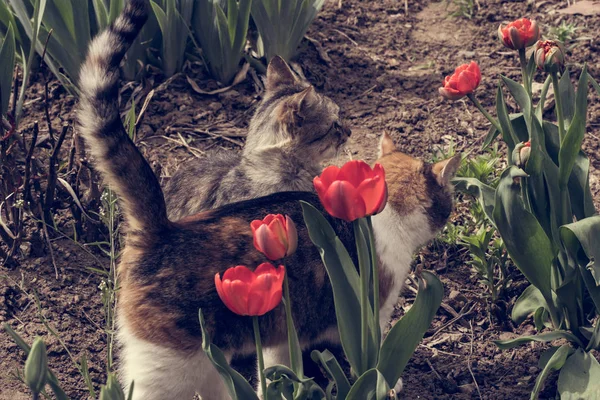 Gato Adorable Está Jugando Patio Con Tulipanes —  Fotos de Stock