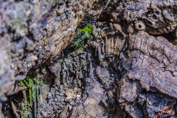 Büyük karınca yuvası, karınca işçi Colony, içinde makro yakın çekim