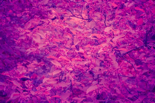 Modaya uygun arka plan rengi ultra violet yeşillik kavramı yılın. Ultraviyole zemin.