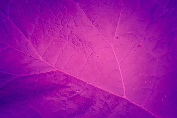 Modaya uygun arka plan rengi ultra violet yaprak kavram yılın. Ultraviyole zemin.