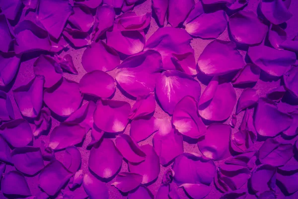 Modern arka plan rengi ultra menekşe gül çiçek suyla kavramı yılın bırakır. Ultraviyole zemin.