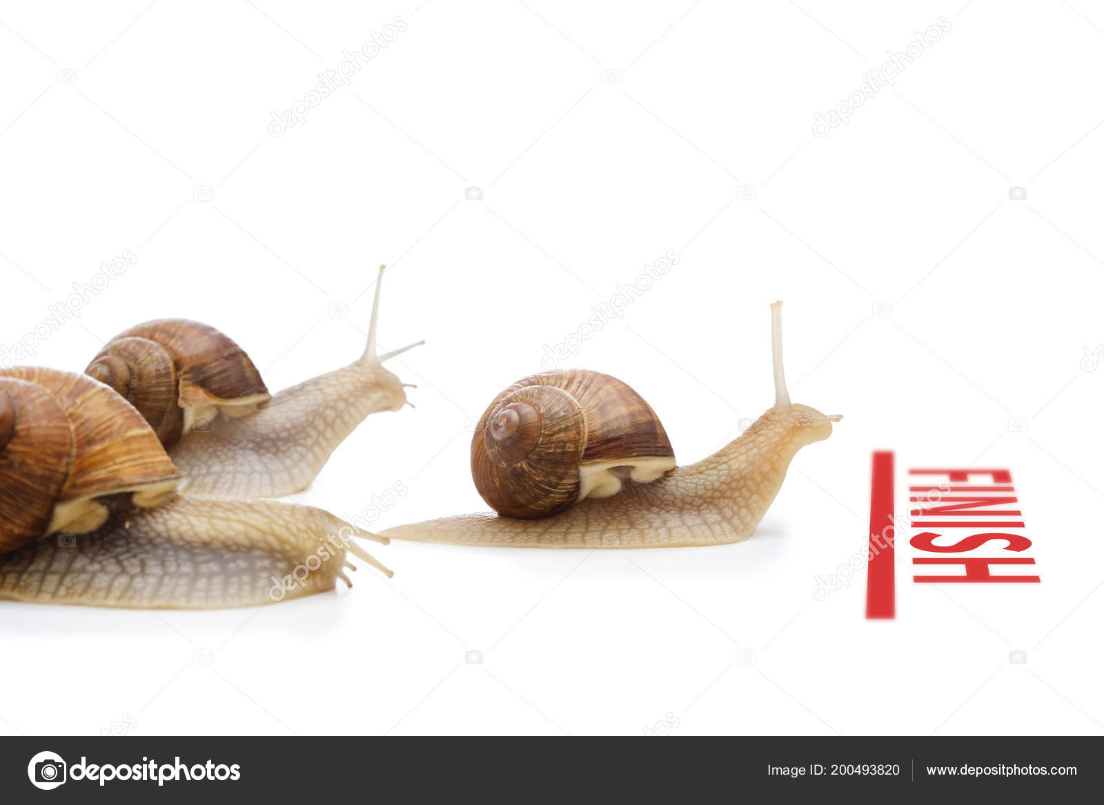 snail business plan