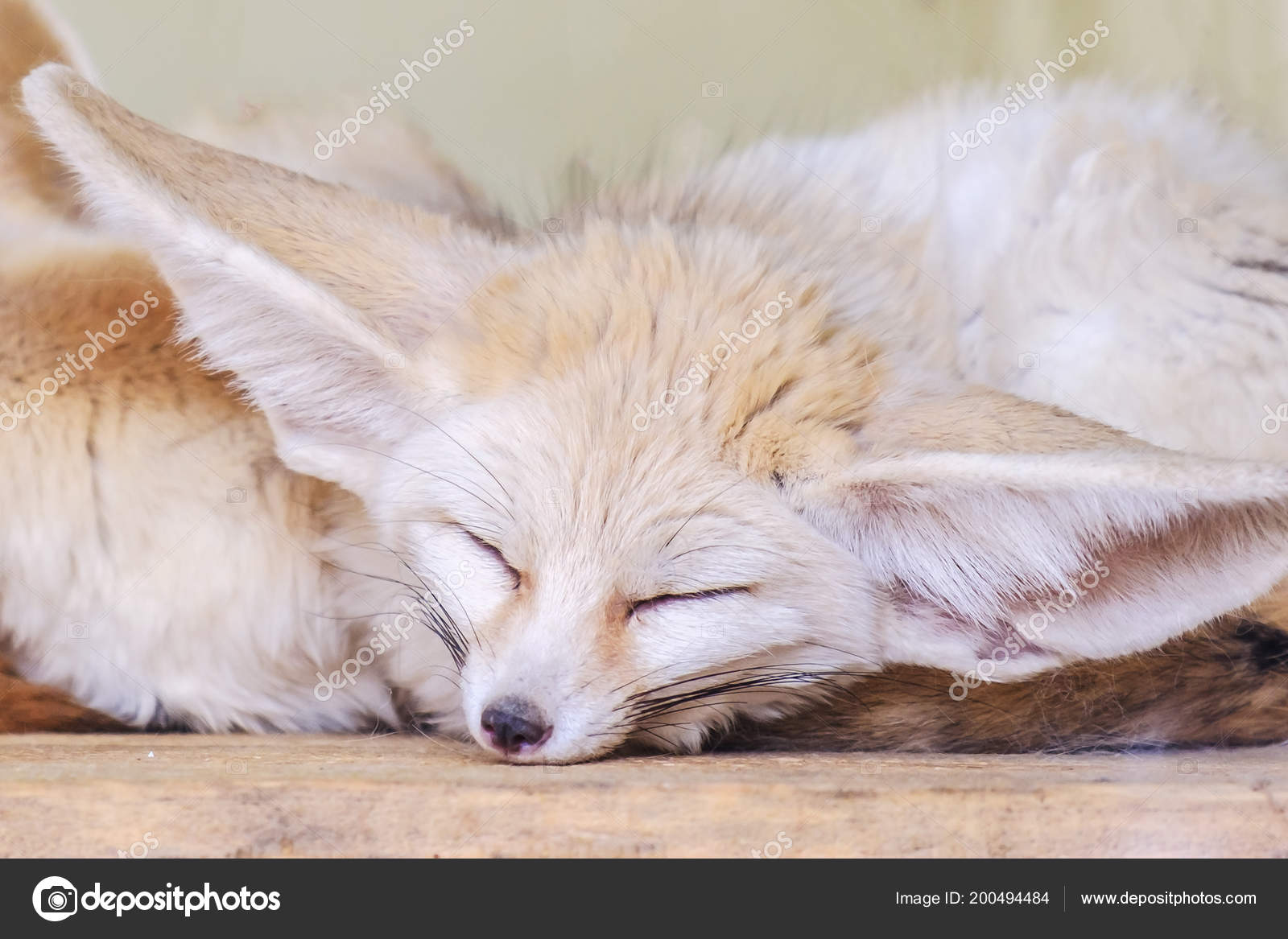 フェネックギツネ Stock Photos Royalty Free フェネックギツネ Images Depositphotos
