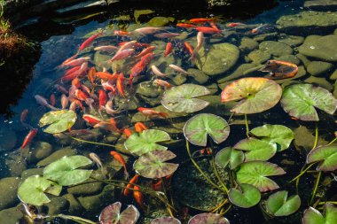 Japonya Koifish sazan Koi gölet, Koicarp su göl