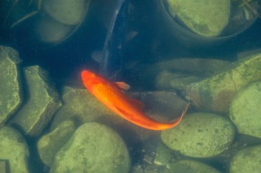 Japonya Koifish sazan Koi gölet, Koicarp su göl