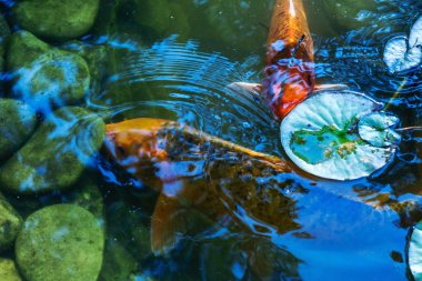 Japonya Koifish sazan Koi gölet, Koicarp su göl