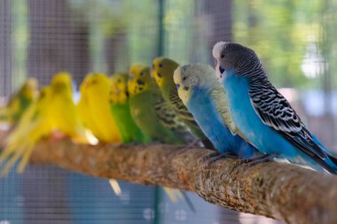 Cennet papağanı papağan birlikte oturan bir ağaç dalı, aşk kavramı
