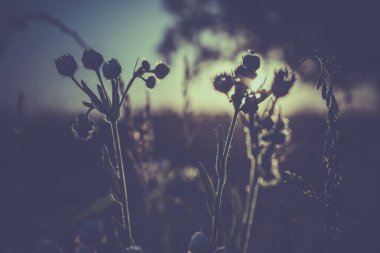 Arka plan üzerinde gün batımı ile yakın çekim çimen çiçek