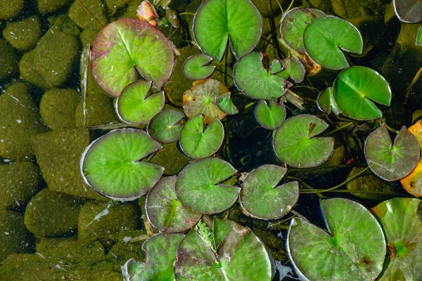 蓮の花の花 蓮の池に池 空と雲の反射に咲くスイレン — ストック写真