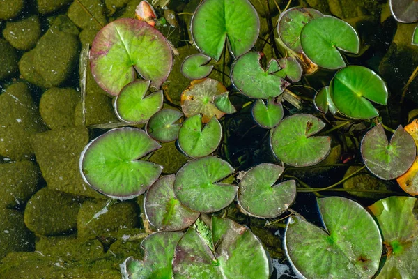 Lotus Flower Blossom Water Lilly Blooming Pond Sky Cloud Reflection — Stock Photo, Image