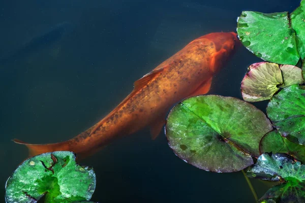 Japonya Koifish sazan Koi gölet, Koicarp su göl