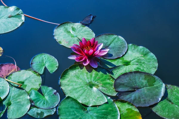 Άνθος Λουλούδι Λωτού Νερό Lilly Ανθισμένα Στην Λίμνη Sky Και — Φωτογραφία Αρχείου