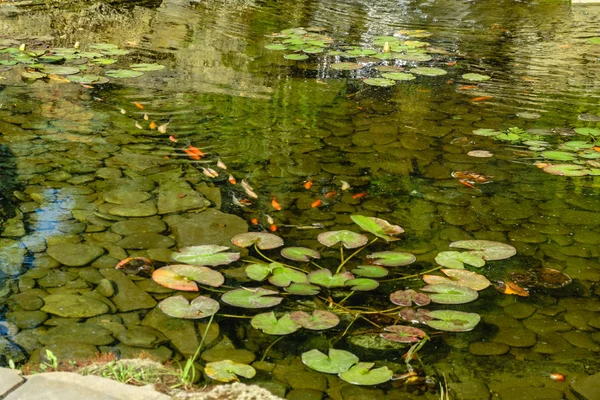 Japonia Koifish Karpia Oczku Wodnym Koicarp Wodzie Jeziora — Zdjęcie stockowe