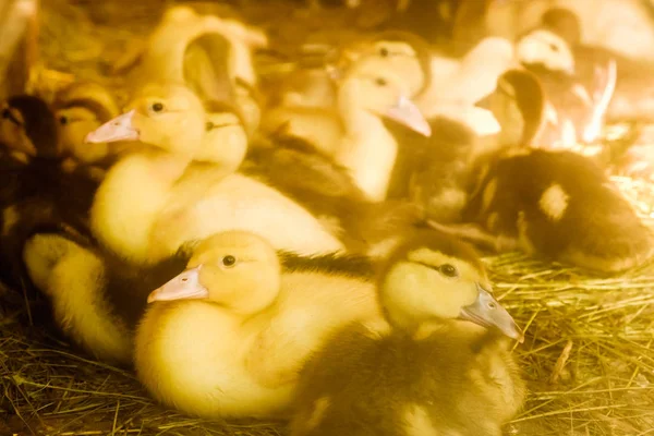 Mnoho Malých Domácích Kachňata Drůbeží Dvůr Chodit Zelené Trávě Farmě — Stock fotografie