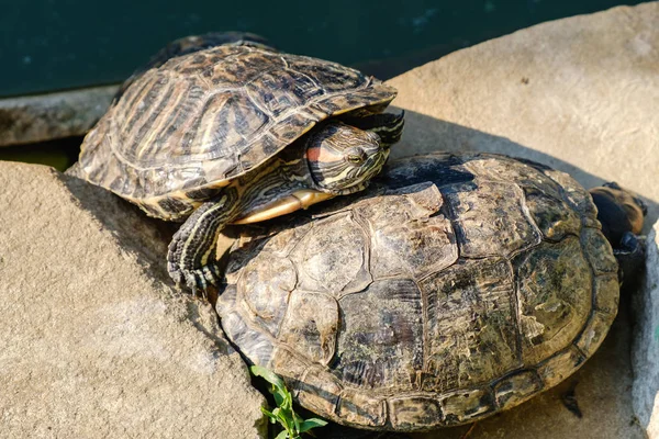 Red Eared Schuifregelaar Schildpad Groep Vijver Water — Stockfoto