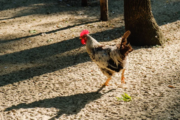 Rooster run along the sand on a rural farm.